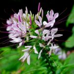 A spider flower
